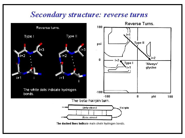 Secondary structure: reverse turns Secondary structure: reverse turns