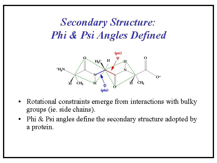 Secondary Structure: Phi & Psi Angles Defined • Rotational constraints emerge from interactions with Secondary Structure: Phi & Psi Angles Defined • Rotational constraints emerge from interactions with