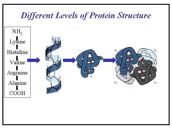 Different Levels of Protein Structure NH 2 Lysine Histidine Valine Arginine Alanine COOH Different Levels of Protein Structure NH 2 Lysine Histidine Valine Arginine Alanine COOH