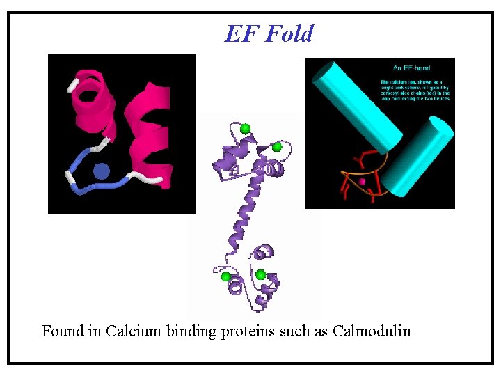 EF Fold Found in Calcium binding proteins such as Calmodulin EF Fold Found in Calcium binding proteins such as Calmodulin