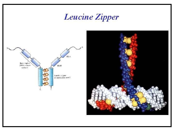 Leucine Zipper Leucine Zipper