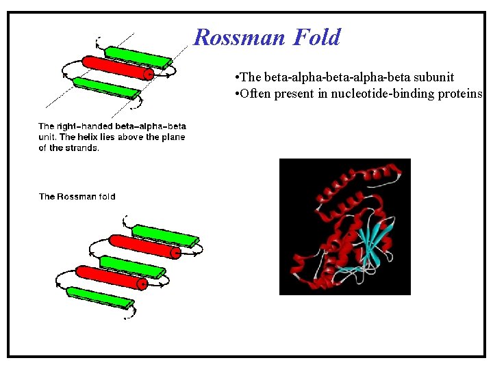 Rossman Fold • The beta-alpha-beta subunit • Often present in nucleotide-binding proteins Rossman Fold • The beta-alpha-beta subunit • Often present in nucleotide-binding proteins