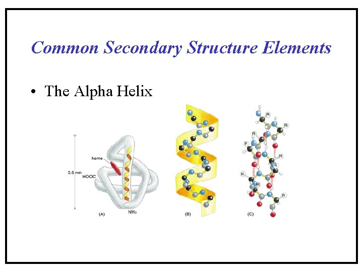 Common Secondary Structure Elements • The Alpha Helix Common Secondary Structure Elements • The Alpha Helix