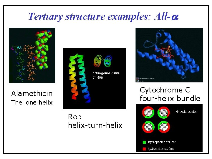Tertiary structure examples: All- Cytochrome C four-helix bundle Alamethicin The lone helix Rop helix-turn-helix Tertiary structure examples: All- Cytochrome C four-helix bundle Alamethicin The lone helix Rop helix-turn-helix