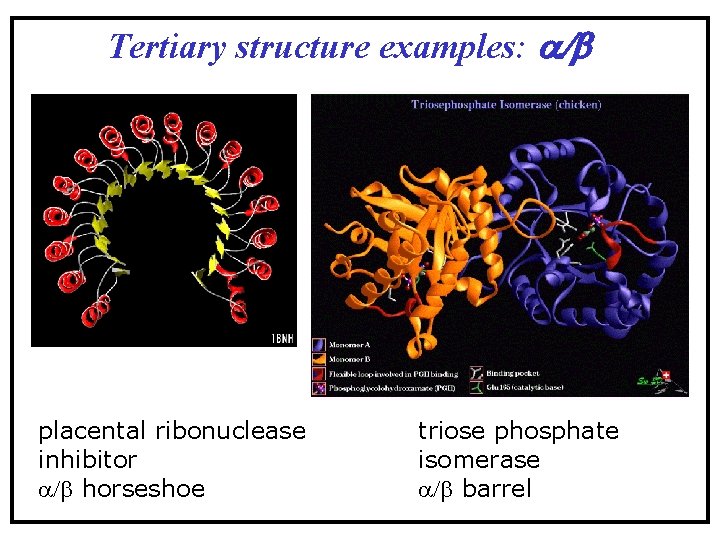 Tertiary structure examples: /b placental ribonuclease inhibitor a/b horseshoe triose phosphate isomerase a/b barrel Tertiary structure examples: /b placental ribonuclease inhibitor a/b horseshoe triose phosphate isomerase a/b barrel