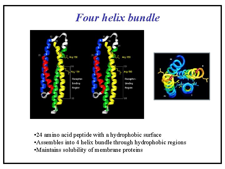 Four helix bundle • 24 amino acid peptide with a hydrophobic surface • Assembles Four helix bundle • 24 amino acid peptide with a hydrophobic surface • Assembles