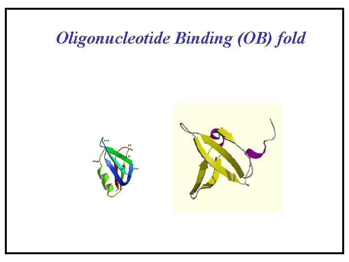 Oligonucleotide Binding (OB) fold Oligonucleotide Binding (OB) fold