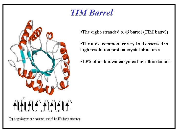 TIM Barrel • The eight-stranded a /b barrel (TIM barrel) • The most common TIM Barrel • The eight-stranded a /b barrel (TIM barrel) • The most common