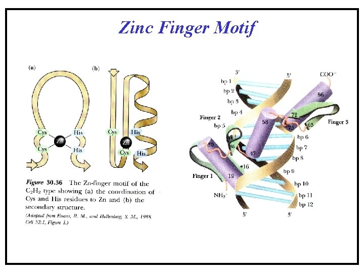 Zinc Finger Motif Zinc Finger Motif