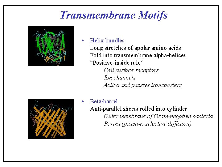Transmembrane Motifs • Helix bundles Long stretches of apolar amino acids Fold into transmembrane Transmembrane Motifs • Helix bundles Long stretches of apolar amino acids Fold into transmembrane