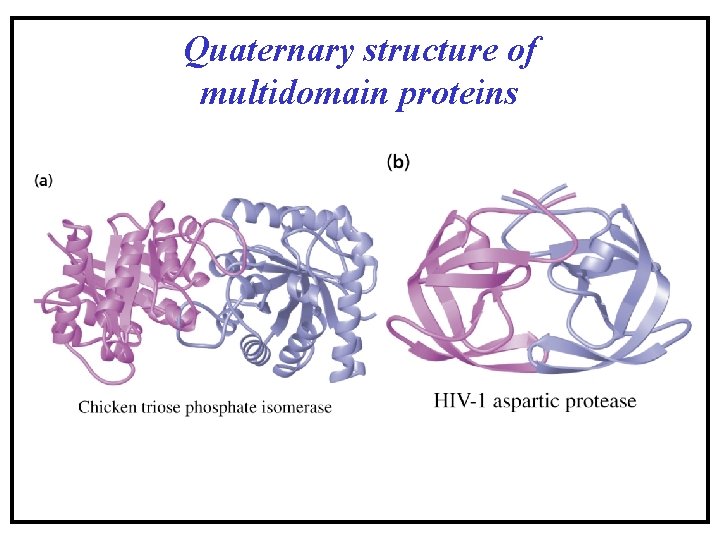 Quaternary structure of multidomain proteins Quaternary structure of multidomain proteins