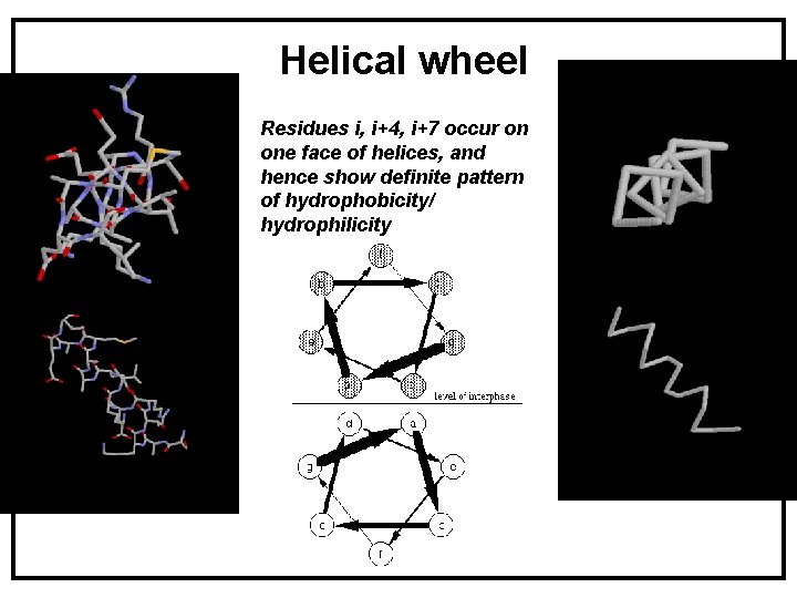 Helical wheel Residues i, i+4, i+7 occur on one face of helices, and hence Helical wheel Residues i, i+4, i+7 occur on one face of helices, and hence