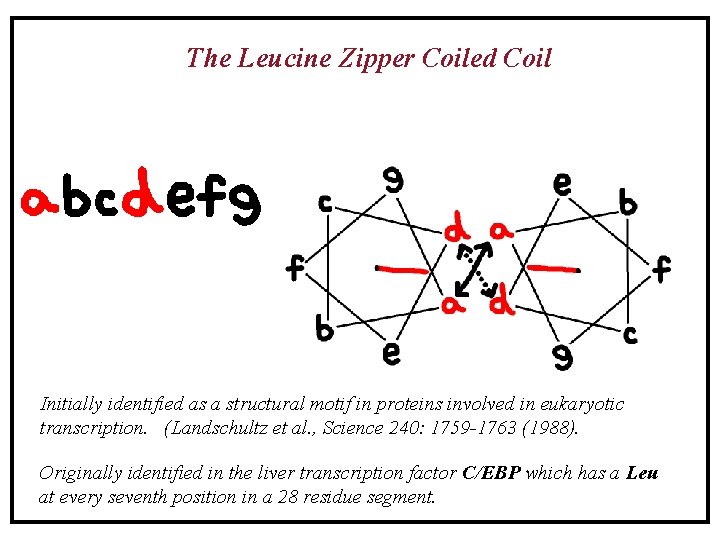 The Leucine Zipper Coiled Coil Introduction to Molecular Biophysics Initially identified as a structural The Leucine Zipper Coiled Coil Introduction to Molecular Biophysics Initially identified as a structural