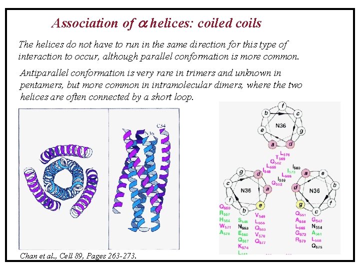Association of helices: coiled coils The helices do not have to run in the Association of helices: coiled coils The helices do not have to run in the