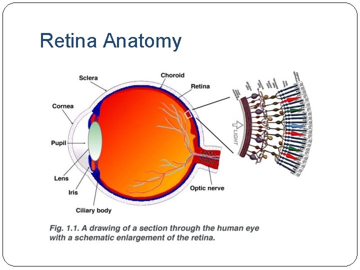 Retina Anatomy Retina Anatomy