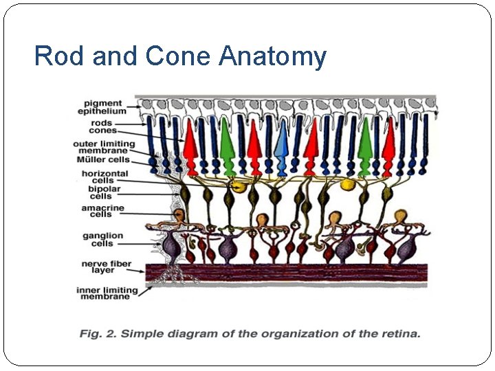 Rod and Cone Anatomy Rod and Cone Anatomy