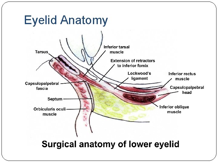 Eyelid Anatomy Eyelid Anatomy