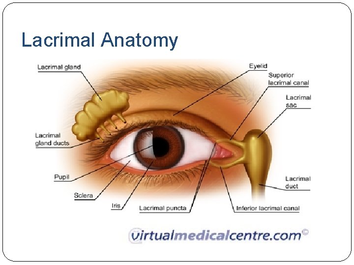 Lacrimal Anatomy Lacrimal Anatomy