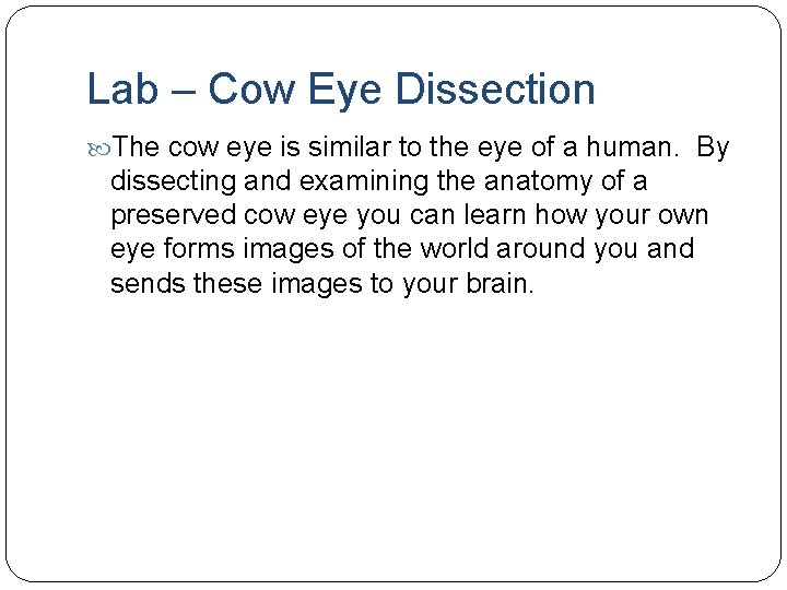 Lab – Cow Eye Dissection The cow eye is similar to the eye of Lab – Cow Eye Dissection The cow eye is similar to the eye of