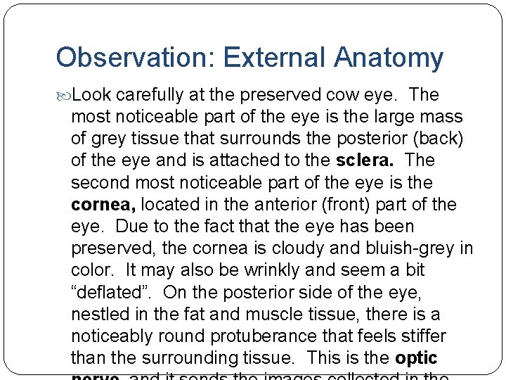 Observation: External Anatomy Look carefully at the preserved cow eye. The most noticeable part Observation: External Anatomy Look carefully at the preserved cow eye. The most noticeable part