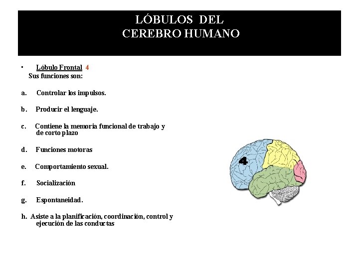 LÓBULOS DEL CEREBRO HUMANO • Lóbulo Frontal 4 Sus funciones son: a. Controlar los LÓBULOS DEL CEREBRO HUMANO • Lóbulo Frontal 4 Sus funciones son: a. Controlar los