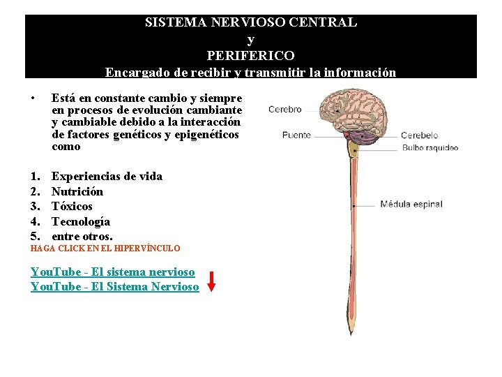 SISTEMA NERVIOSO CENTRAL y PERIFERICO Encargado de recibir y transmitir la información • Está SISTEMA NERVIOSO CENTRAL y PERIFERICO Encargado de recibir y transmitir la información • Está