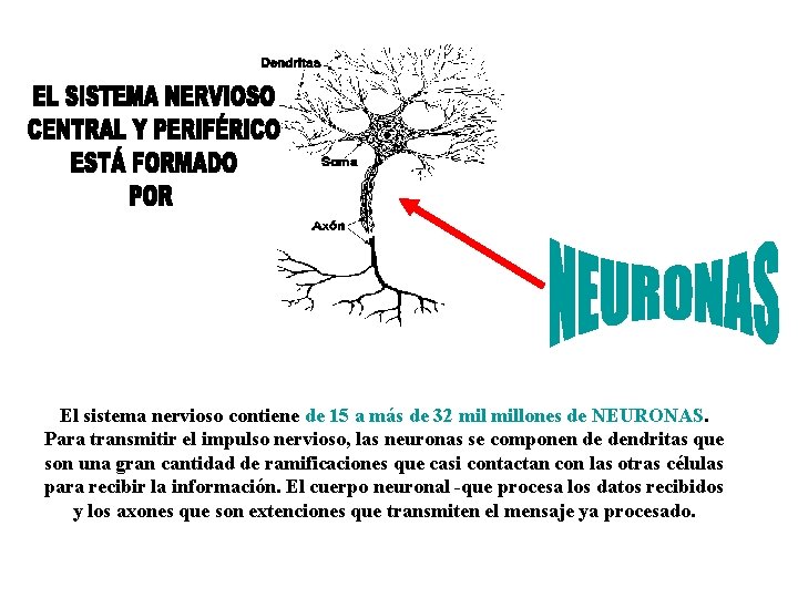 El sistema nervioso contiene de 15 a más de 32 millones de NEURONAS. Para El sistema nervioso contiene de 15 a más de 32 millones de NEURONAS. Para
