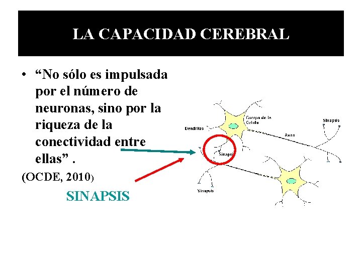 LA CAPACIDAD CEREBRAL • “No sólo es impulsada por el número de neuronas, sino LA CAPACIDAD CEREBRAL • “No sólo es impulsada por el número de neuronas, sino