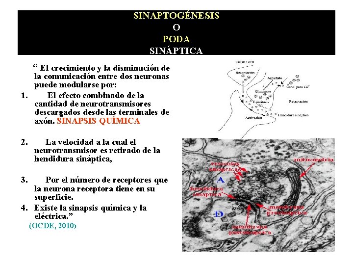 SINAPTOGÉNESIS O PODA SINÁPTICA “ El crecimiento y la disminución de la comunicación entre SINAPTOGÉNESIS O PODA SINÁPTICA “ El crecimiento y la disminución de la comunicación entre