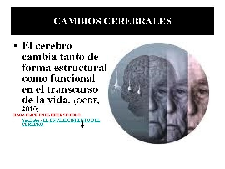 CAMBIOS CEREBRALES • El cerebro cambia tanto de forma estructural como funcional en el CAMBIOS CEREBRALES • El cerebro cambia tanto de forma estructural como funcional en el