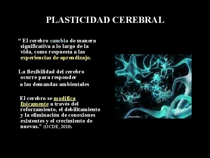 PLASTICIDAD CEREBRAL “ El cerebro cambia de manera significativa a lo largo de la PLASTICIDAD CEREBRAL “ El cerebro cambia de manera significativa a lo largo de la
