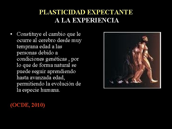 PLASTICIDAD EXPECTANTE A LA EXPERIENCIA • Constituye el cambio que le ocurre al cerebro PLASTICIDAD EXPECTANTE A LA EXPERIENCIA • Constituye el cambio que le ocurre al cerebro