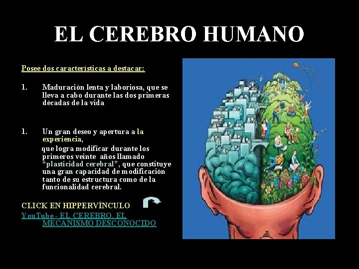 EL CEREBRO HUMANO Posee dos características a destacar: 1. Maduración lenta y laboriosa, que EL CEREBRO HUMANO Posee dos características a destacar: 1. Maduración lenta y laboriosa, que