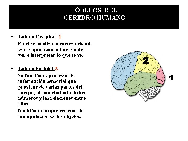 LÓBULOS DEL CEREBRO HUMANO • Lóbulo Occipital 1 En él se localiza la corteza LÓBULOS DEL CEREBRO HUMANO • Lóbulo Occipital 1 En él se localiza la corteza