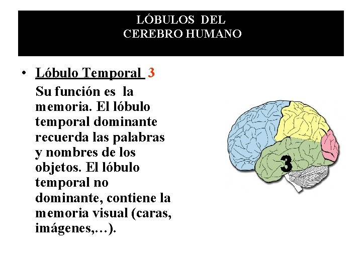 LÓBULOS DEL CEREBRO HUMANO • Lóbulo Temporal 3 Su función es la memoria. El LÓBULOS DEL CEREBRO HUMANO • Lóbulo Temporal 3 Su función es la memoria. El