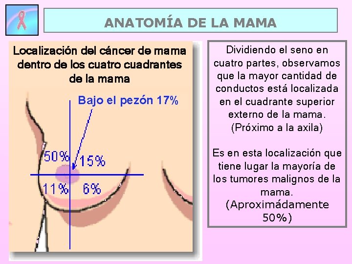 ANATOMÍA DE LA MAMA Localización del cáncer de mama dentro de los cuatro cuadrantes