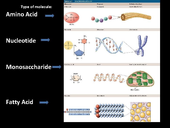 Type of molecule: Amino Acid Nucleotide Monosaccharide Fatty Acid Type of molecule: Amino Acid Nucleotide Monosaccharide Fatty Acid