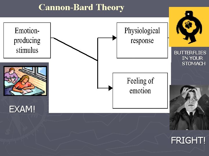 Cannon-Bard Theory BUTTERFLIES IN YOUR STOMACH EXAM! FRIGHT! 