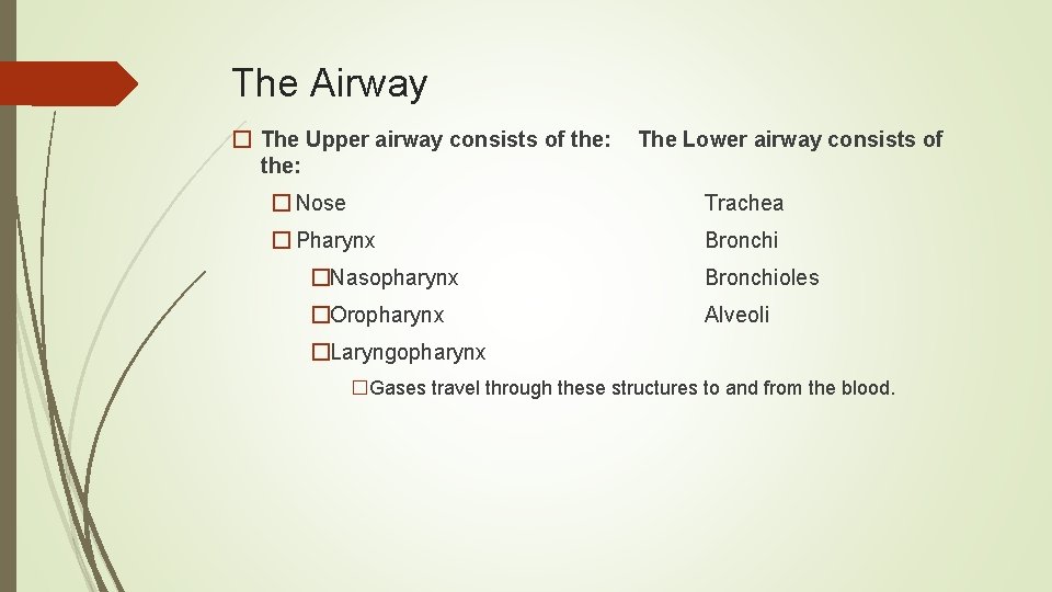The Airway � The Upper airway consists of the: The Lower airway consists of
