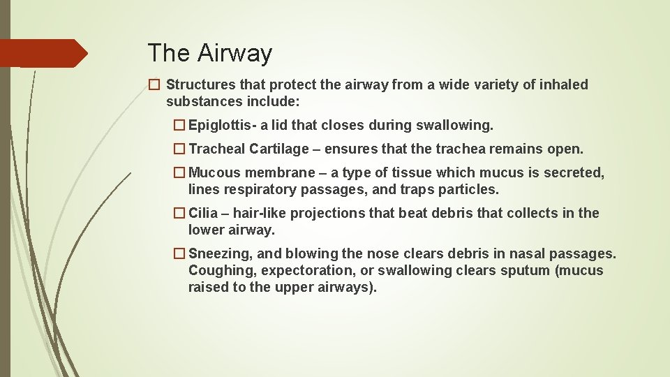 The Airway � Structures that protect the airway from a wide variety of inhaled
