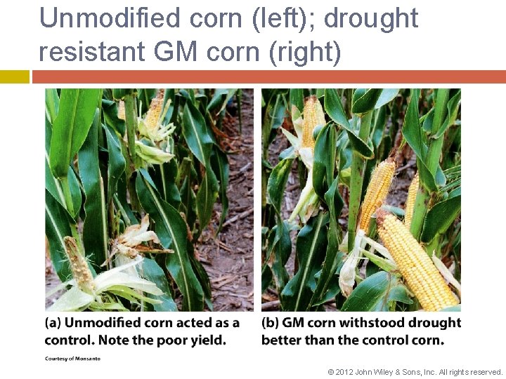 Unmodified corn (left); drought resistant GM corn (right) © 2012 John Wiley & Sons,