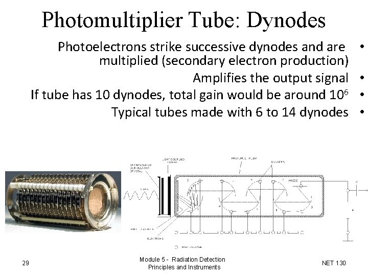 Photomultiplier Tube: Dynodes Photoelectrons strike successive dynodes and are multiplied (secondary electron production) Amplifies Photomultiplier Tube: Dynodes Photoelectrons strike successive dynodes and are multiplied (secondary electron production) Amplifies