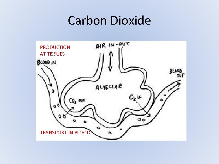 Carbon Dioxide PRODUCTION AT TISSUES TRANSPORT IN BLOOD Carbon Dioxide PRODUCTION AT TISSUES TRANSPORT IN BLOOD