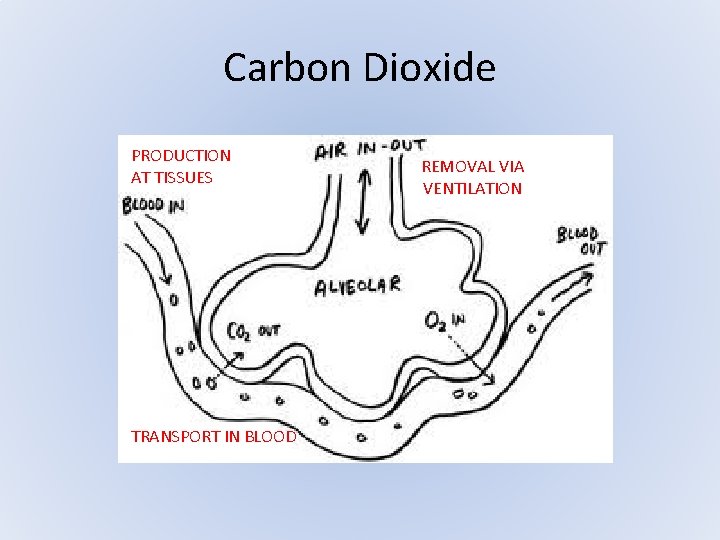 Carbon Dioxide PRODUCTION AT TISSUES TRANSPORT IN BLOOD REMOVAL VIA VENTILATION Carbon Dioxide PRODUCTION AT TISSUES TRANSPORT IN BLOOD REMOVAL VIA VENTILATION