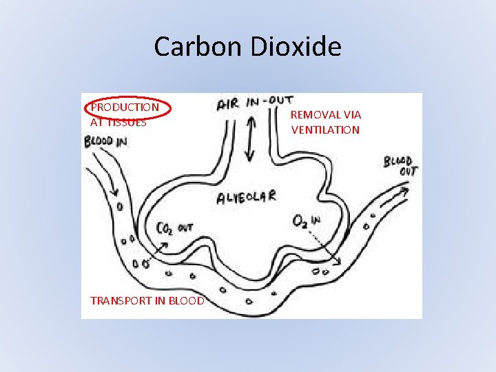 Carbon Dioxide PRODUCTION AT TISSUES TRANSPORT IN BLOOD REMOVAL VIA VENTILATION Carbon Dioxide PRODUCTION AT TISSUES TRANSPORT IN BLOOD REMOVAL VIA VENTILATION