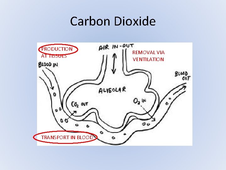 Carbon Dioxide PRODUCTION AT TISSUES TRANSPORT IN BLOOD REMOVAL VIA VENTILATION Carbon Dioxide PRODUCTION AT TISSUES TRANSPORT IN BLOOD REMOVAL VIA VENTILATION