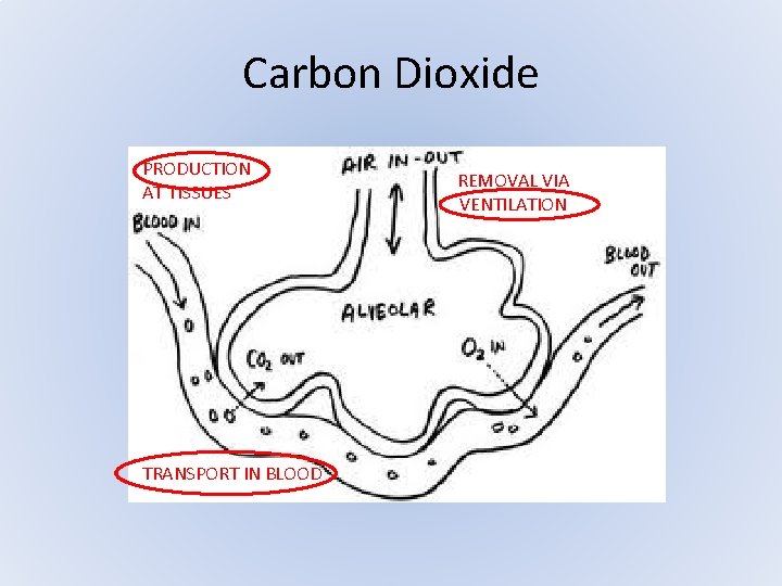 Carbon Dioxide PRODUCTION AT TISSUES TRANSPORT IN BLOOD REMOVAL VIA VENTILATION Carbon Dioxide PRODUCTION AT TISSUES TRANSPORT IN BLOOD REMOVAL VIA VENTILATION