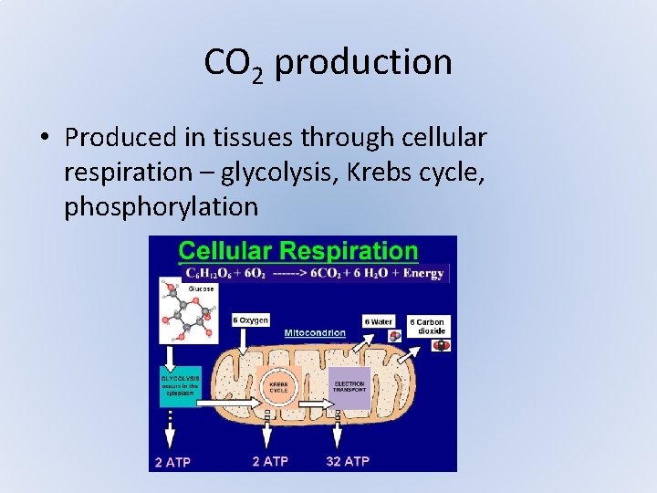 CO 2 production • Produced in tissues through cellular respiration – glycolysis, Krebs cycle, CO 2 production • Produced in tissues through cellular respiration – glycolysis, Krebs cycle,