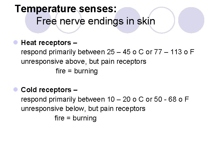 Temperature senses: Free nerve endings in skin l Heat receptors – respond primarily between