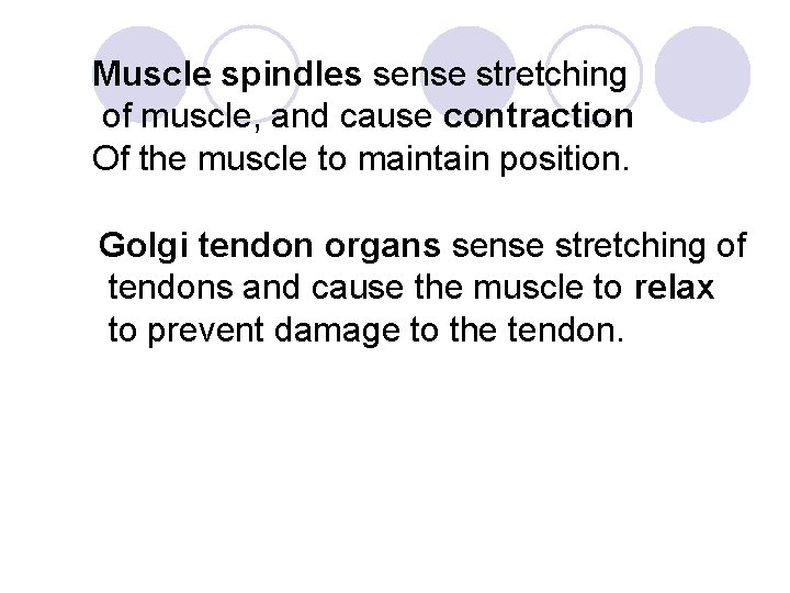 Muscle spindles sense stretching of muscle, and cause contraction Of the muscle to maintain